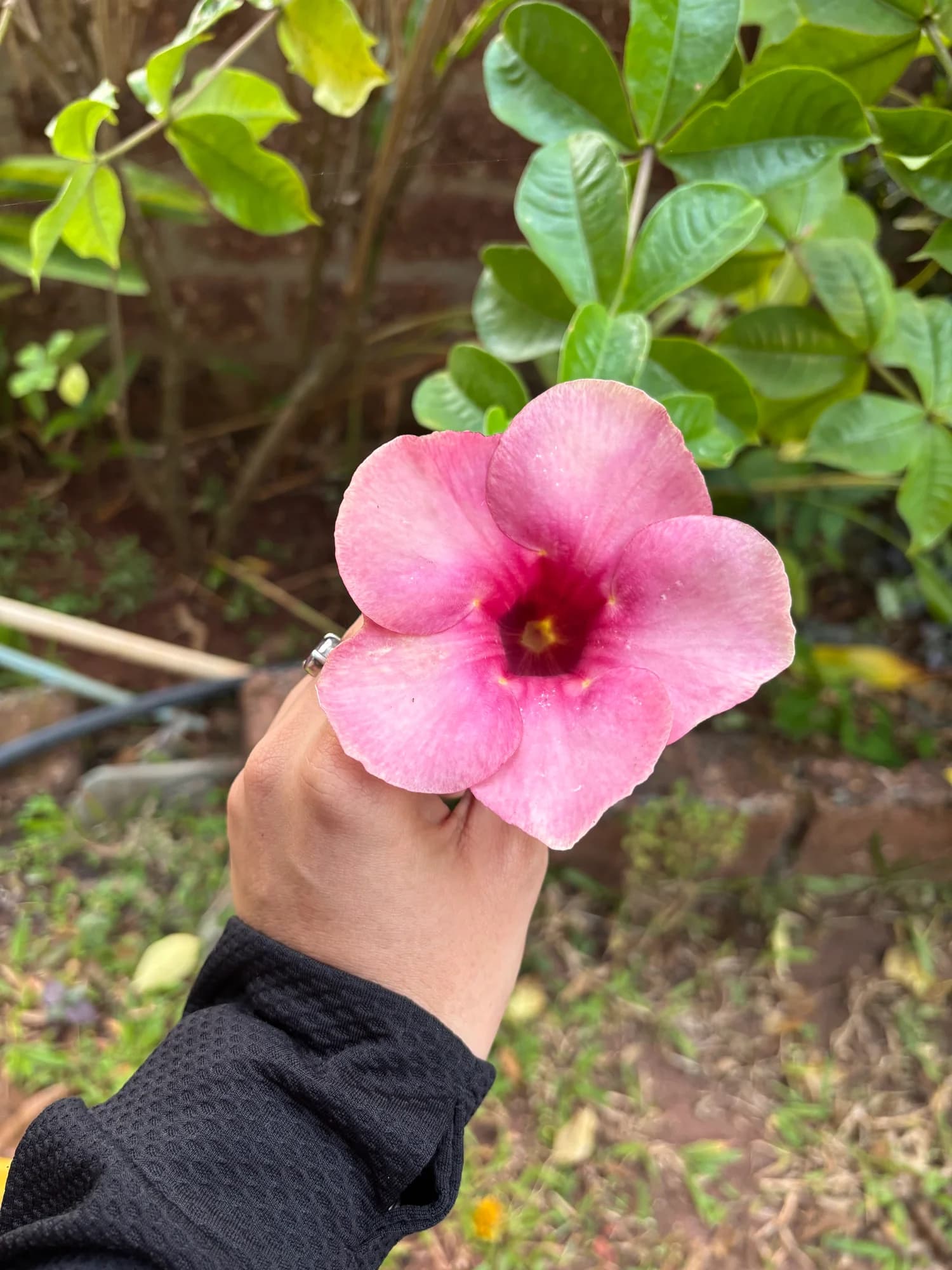 A hand holding a pink flower against green leaves.
