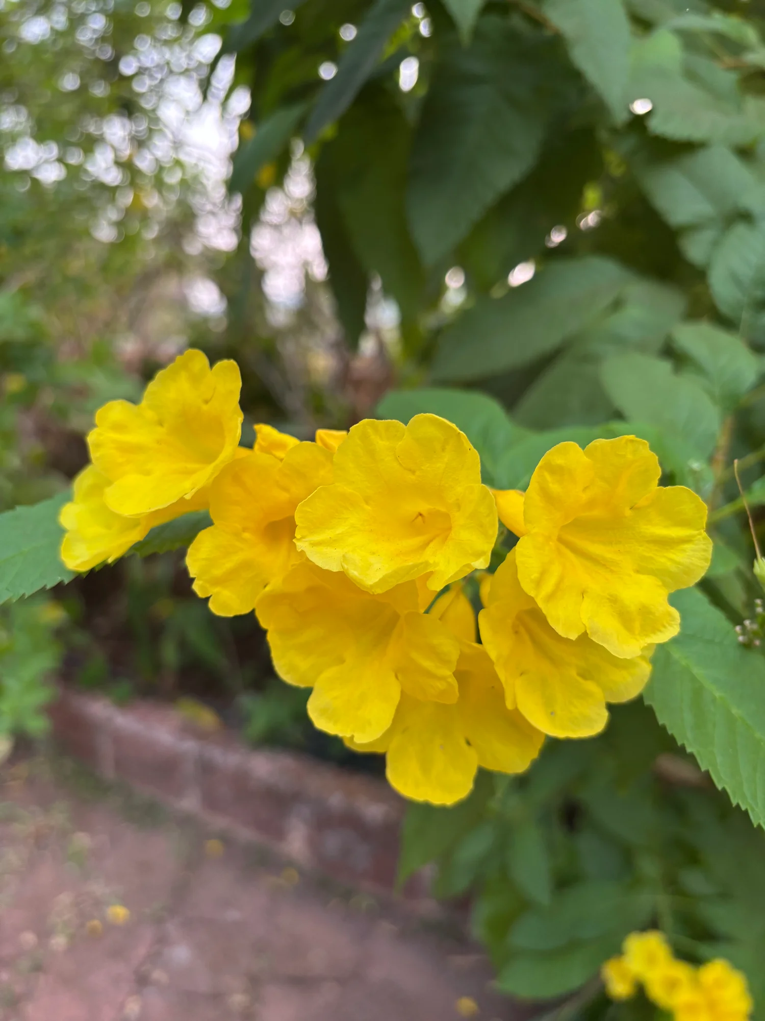 Bright yellow flowers growing among green leaves.