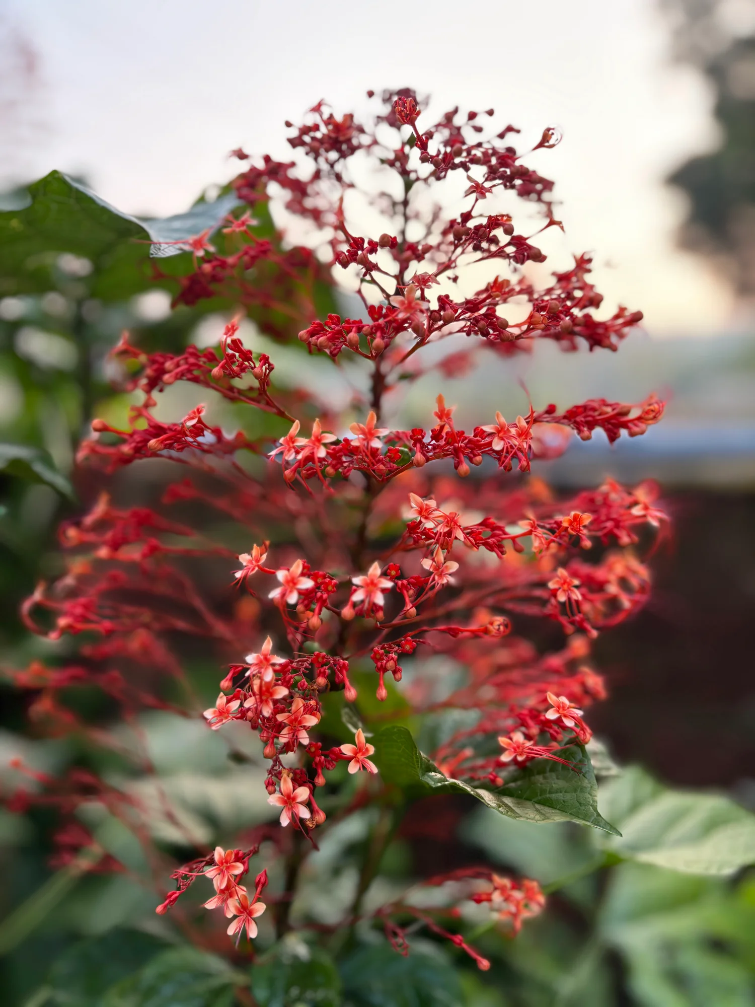 Small red flowers branching out against a softly blurred background.