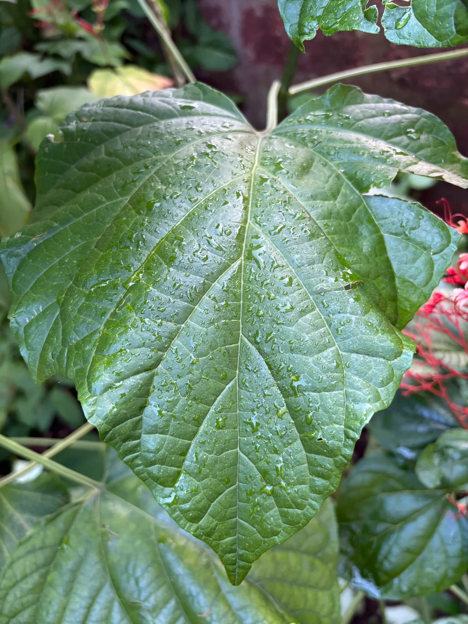 Water droplets on the textured surface of a large green leaf.