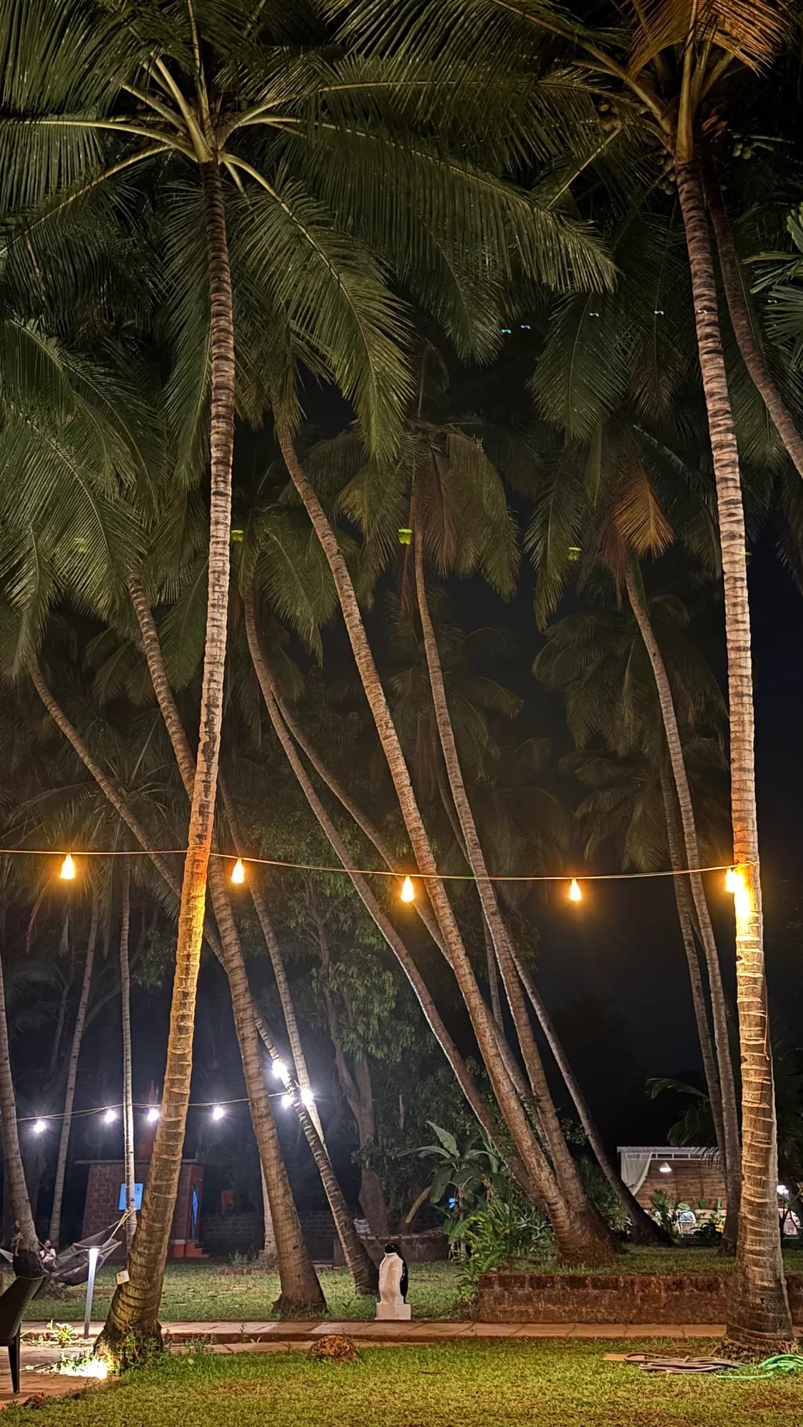 Tall palm trees illuminated by warm string lights at night.