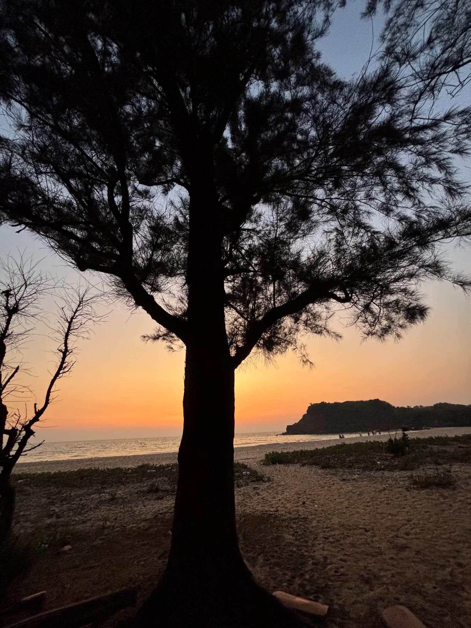 A tree silhouetted against an orange sunset beside the sea.