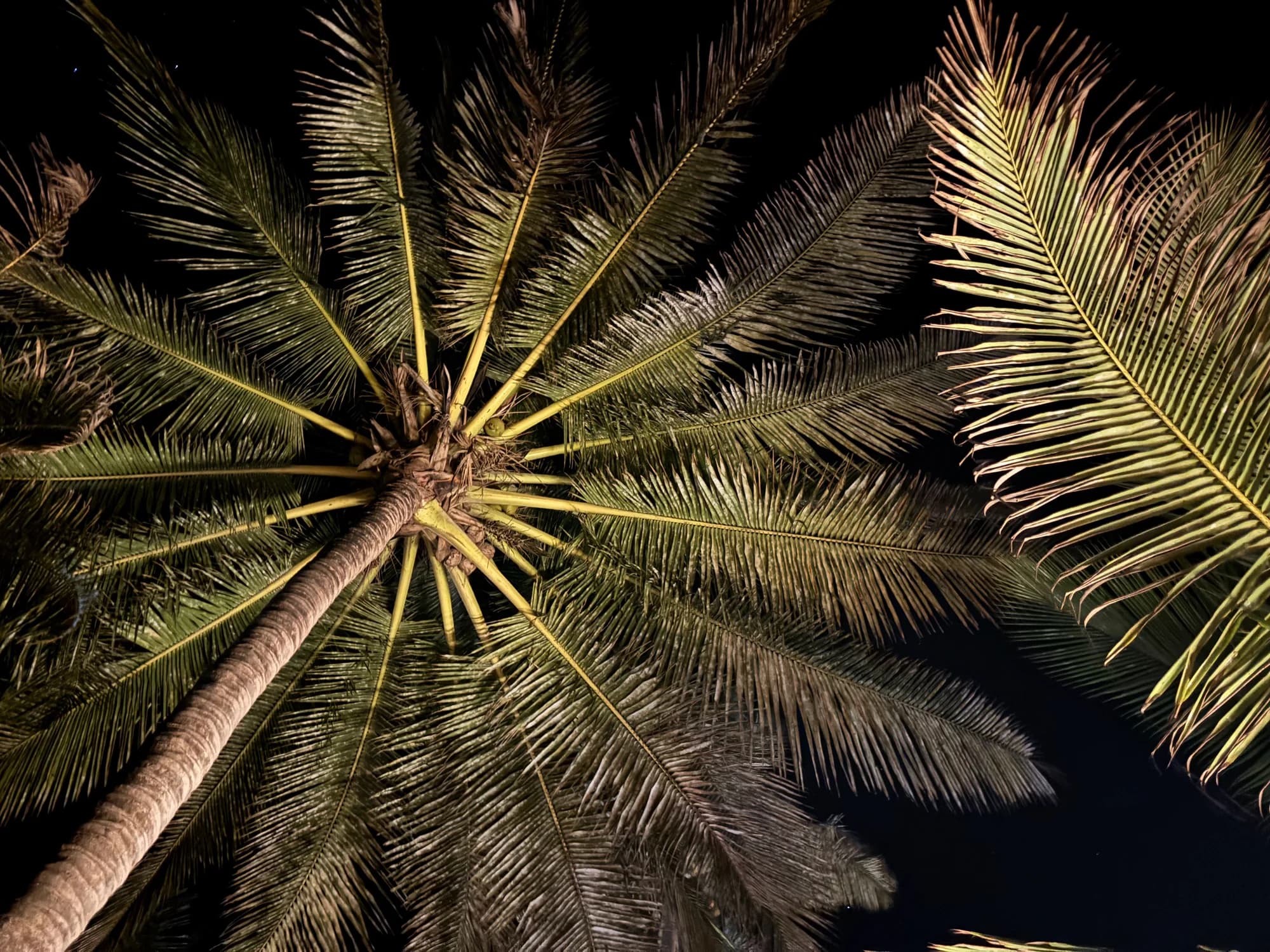 Palm fronds lit against the dark night sky, photographed from below.